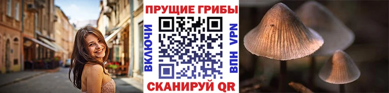 Псилоцибиновые грибы Cubensis  Каменка 
